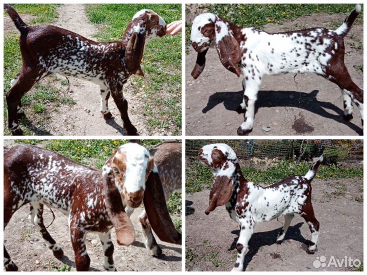 Козлята биталы