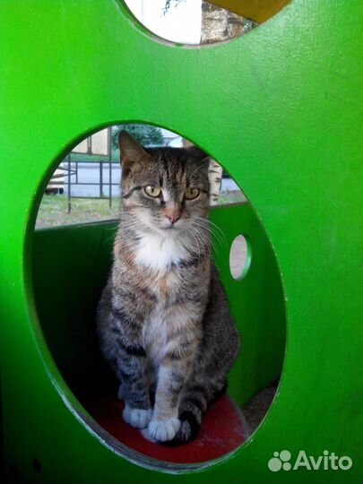 Кошки в добрые руки