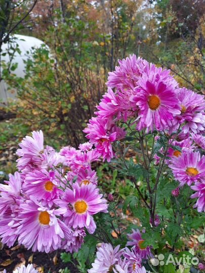 Хризантема