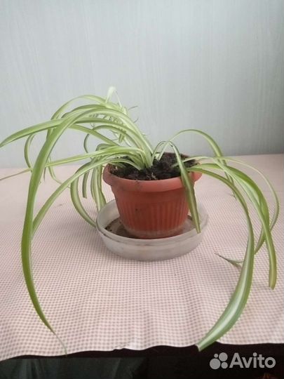 Комнатные растения