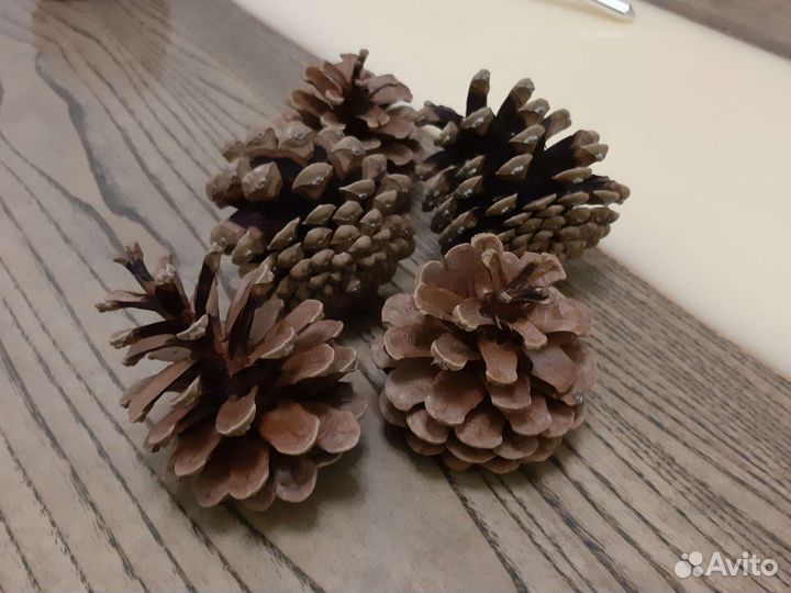Сосновые шишки