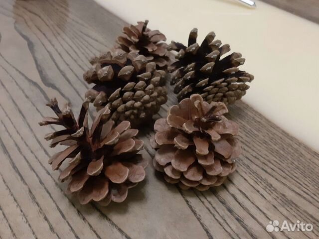 Сосновые шишки