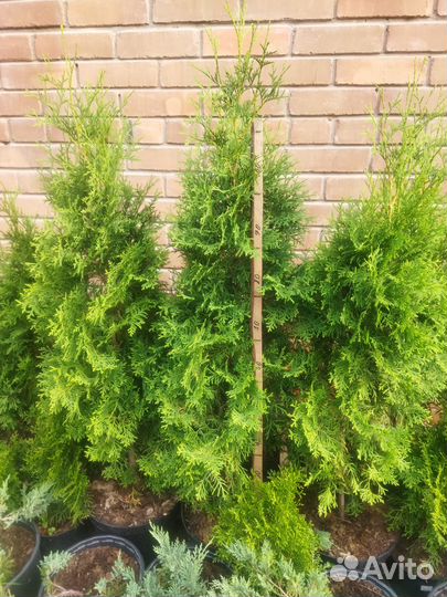 Туя западная смарагд- саженцы зкс