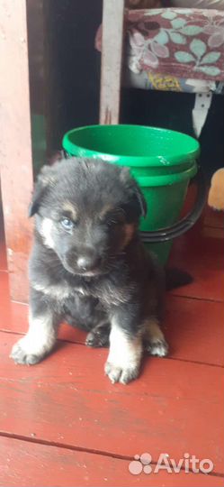 Овчарка помесь