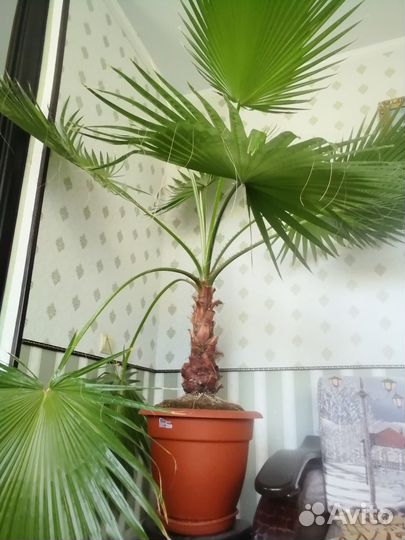 Комнатные цветы пальма