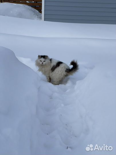 Кот и кошка