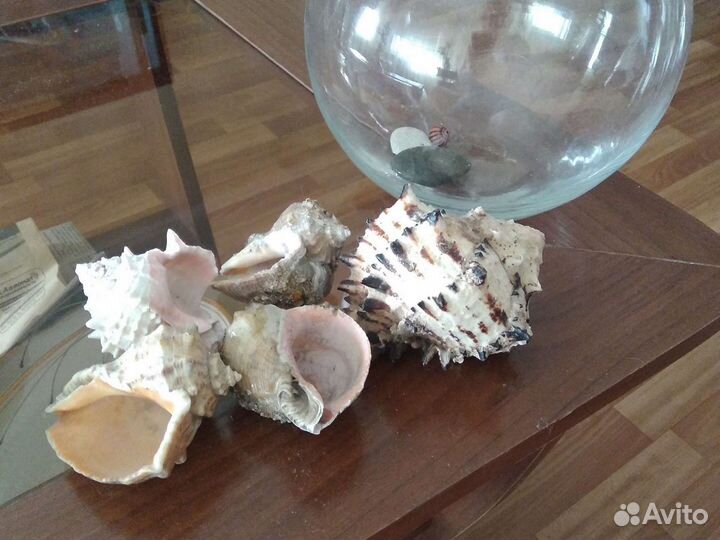 Флорариум с ракушками