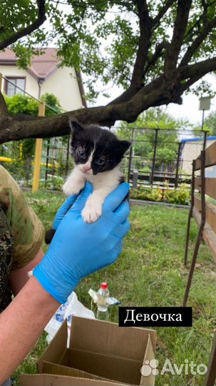 Котенок в добрые руки