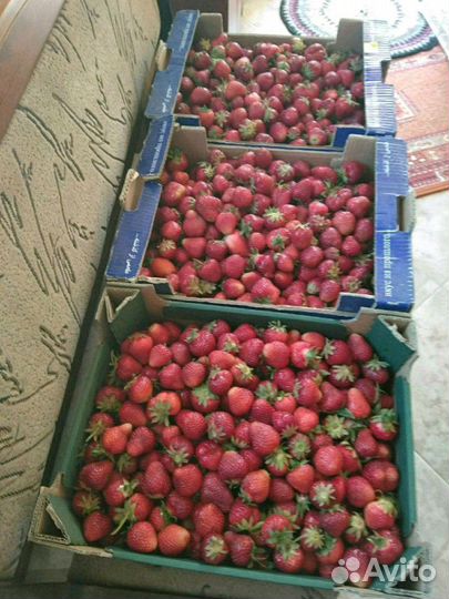 Усы клубнике