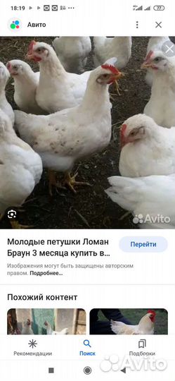 Петушки