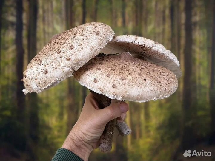 Грибы свежие зонтики