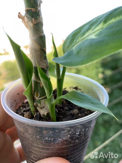 Диффенбахия камилла