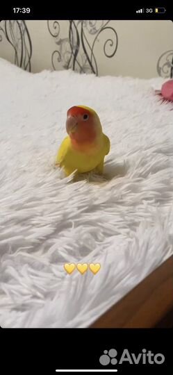 Неразлучник