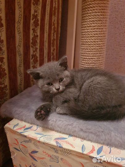 Шотландские котята