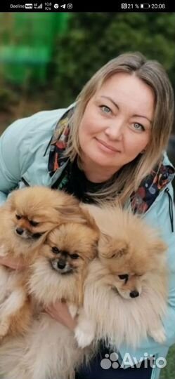 Продаются щенки породы шпиц