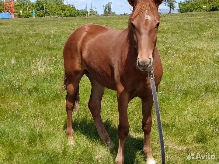 Лошадь Орловская рысачка полукровка