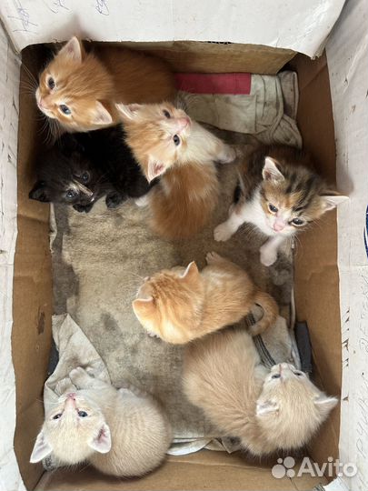 Котята в добрые руки