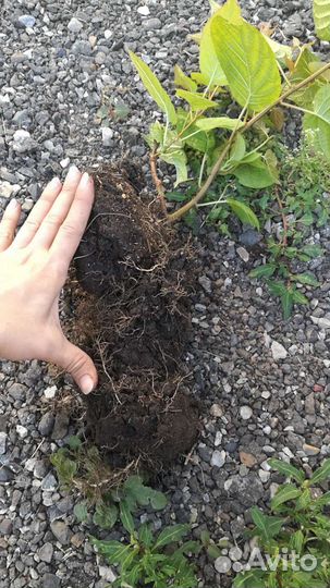 Актинидия коломикта