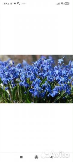 Пролеска, перелеска, сицилла