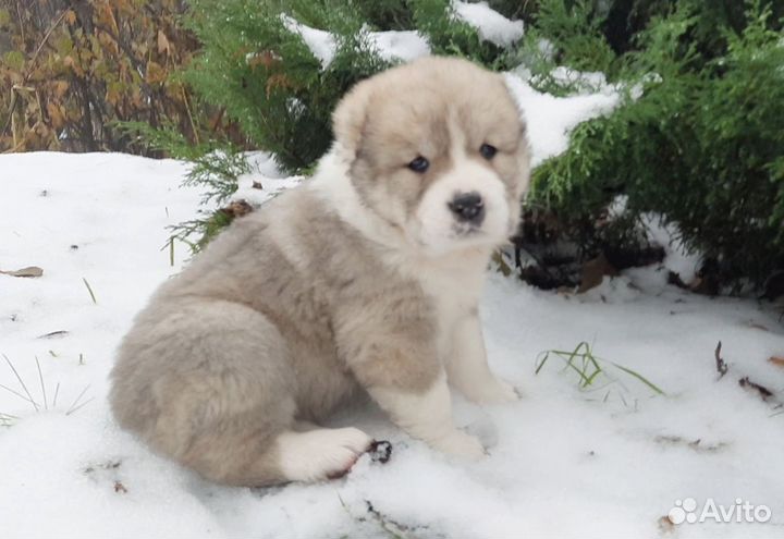 Продажа щенков алабая