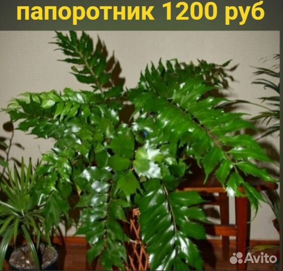 Фикус, Пальма, Банан, Папоротник