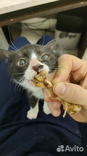 Кошка Ева ищет дом