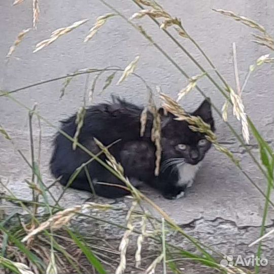 Кошка в добрые руки