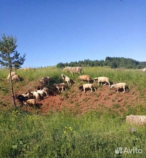 Баран на племя