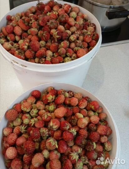 Земляника лесная