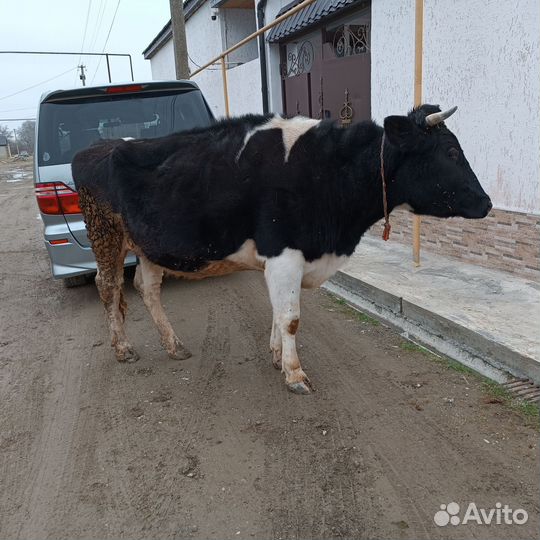 Корова породистая,Галштинская порода