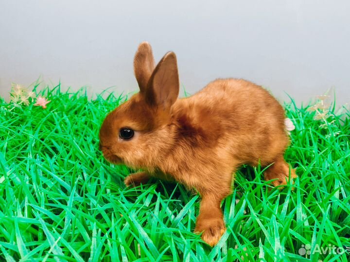 Карликовый кролик - супер мини