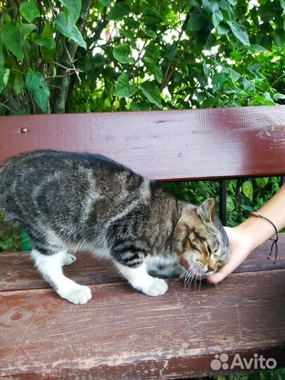 Тимка - друг семьи