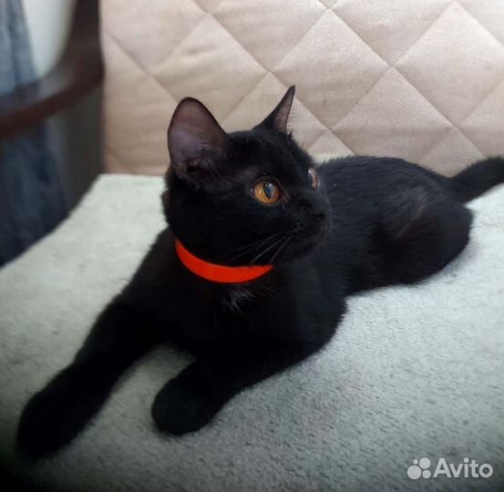 Крошка-кошечка размера 