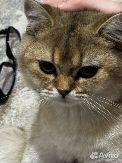 Кошка золотая шиншилла