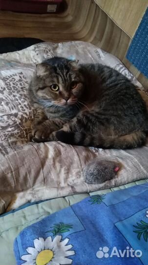 Вислоухая кошка в добрые руки