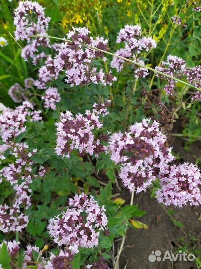 Мёд алтайский