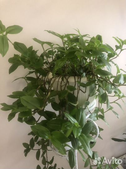 Традесканция, алое, декабрист и др