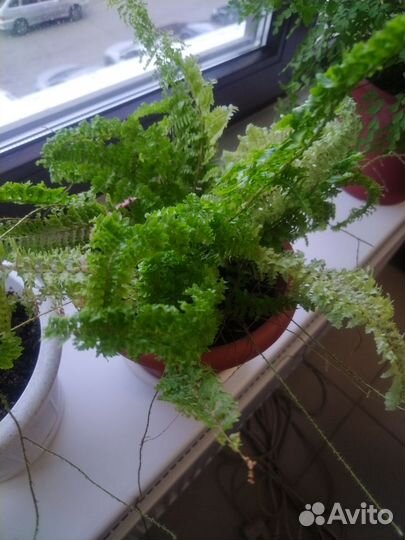 Комнатные цветы цветущие