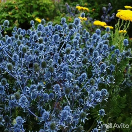 Синеголовник, дюшенея и другие многолетники