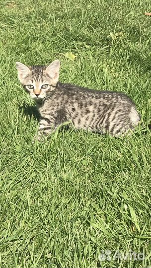 Помогите пристроить котят