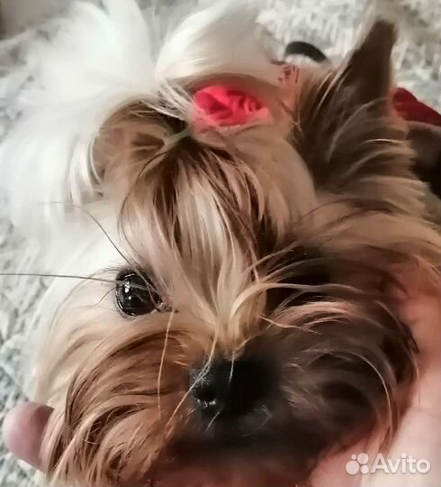 Йоркширский терьер вязка