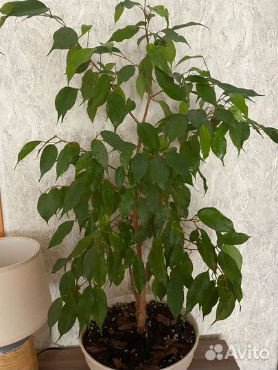 Фикус бенджамина большой