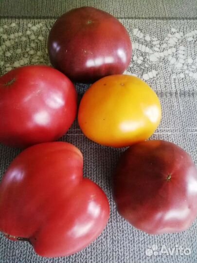 Помидор
