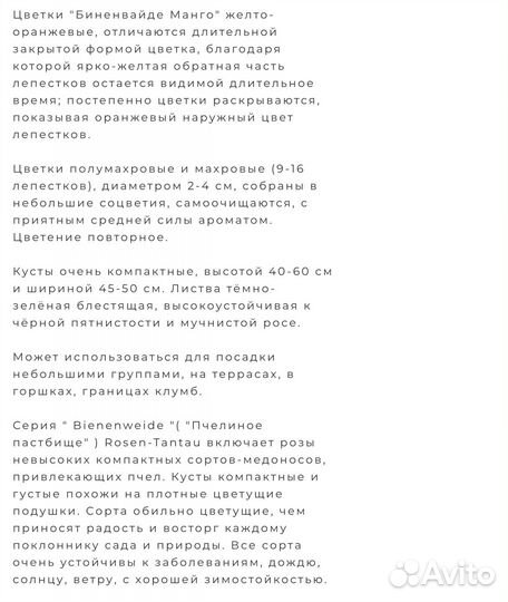 Роза Бьененвайде манго