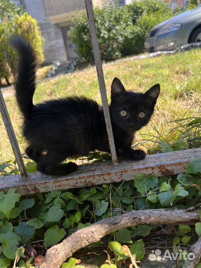 Котята бесплатно