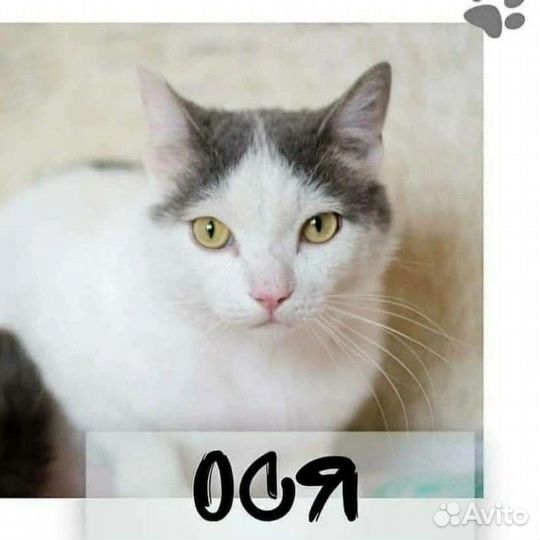 Красавец кот в добрые руки