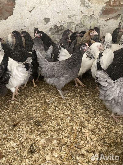 Куры несушки