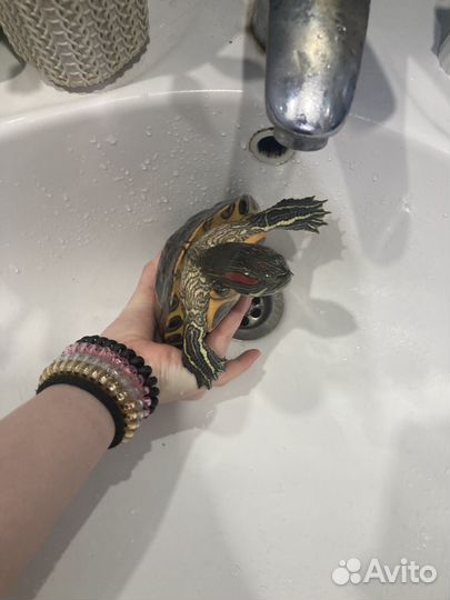 Черепаха водная