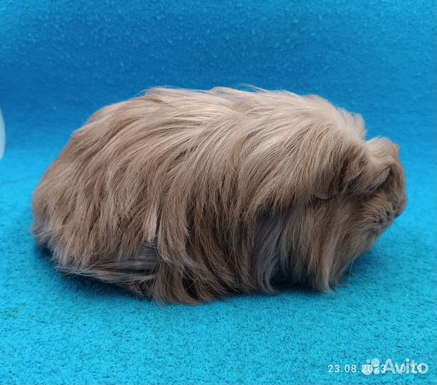 Морская свинка