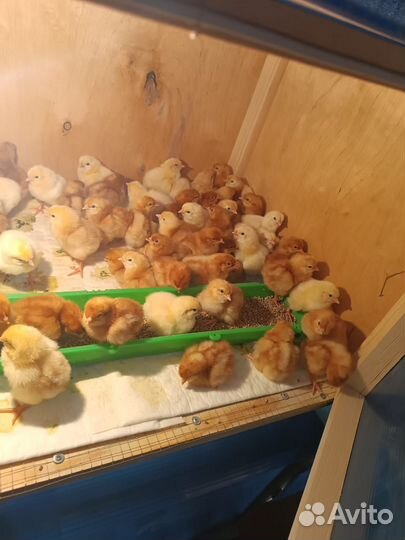 Цыплята кур несушек